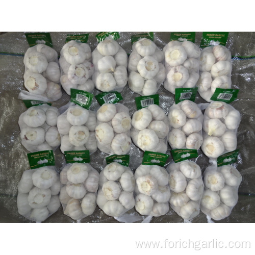 Hybrid Normal White Garlic